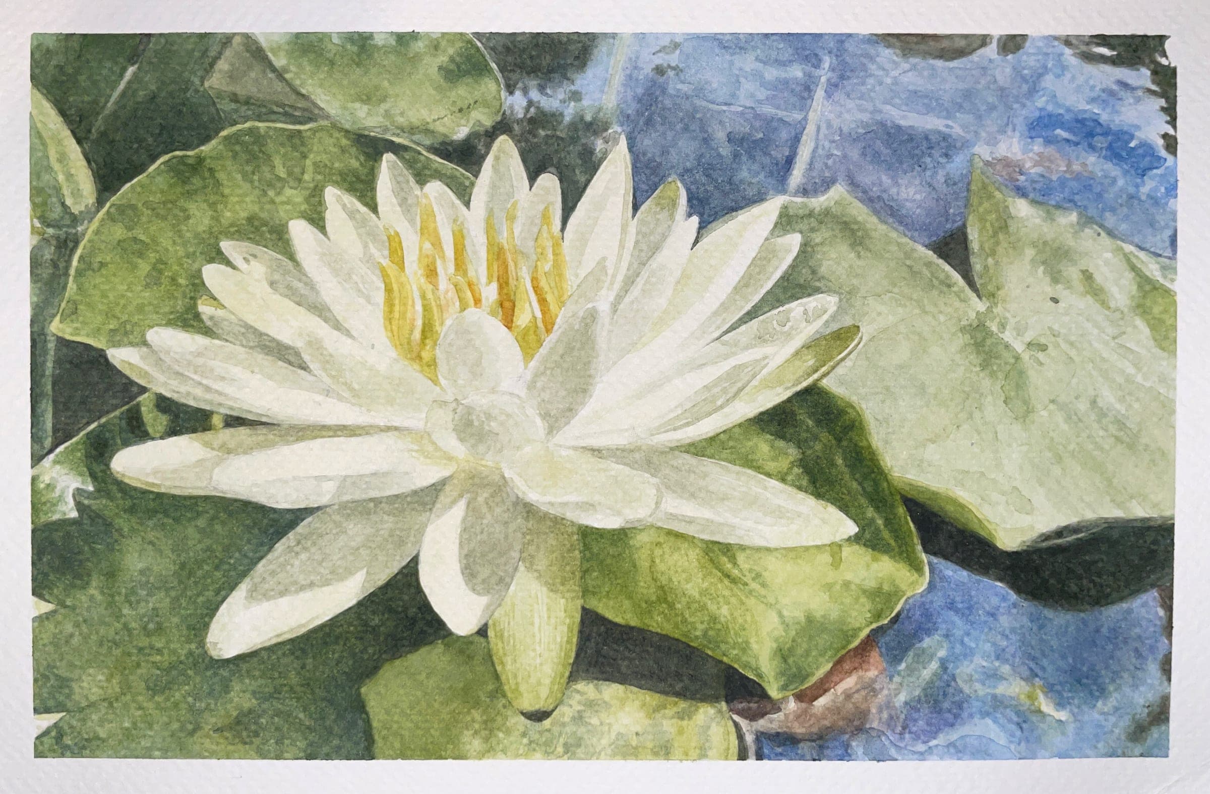 Lotus flower on a lilypad in a lake